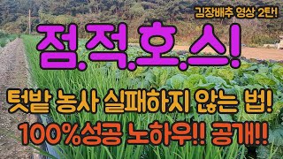 텃밭농사 잘 짓는법!! 김장배추, 쪽파, 무 이렇게 기르면 실패 없습니다, 100%성공 보장!!!