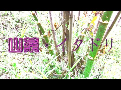 イタドリ、ヘビイタドリ 植物