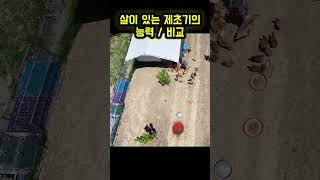닭들의 제초 효과는 놀라울 따름 입니다