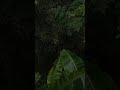 Megam Karukuthu Mazhai Tamil Ilayaraja Whatsappstatus