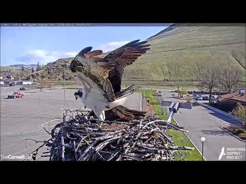 Hellgate Canyon Ospreys ~ Louis Brings A Stick, April 22, 2020