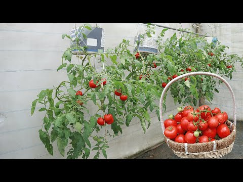 , title : 'Unique method of growing tomatoes hanging upside down at home'