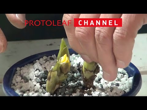 夏の福寿草の小花 植物