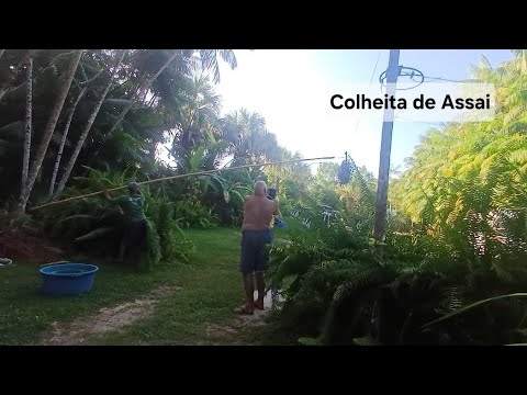 Parte 74. Colhendo Assai em Morros no Maranhão 