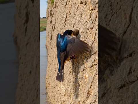 Swallow Bird Builds a Mud Nest | Nature Timelapse