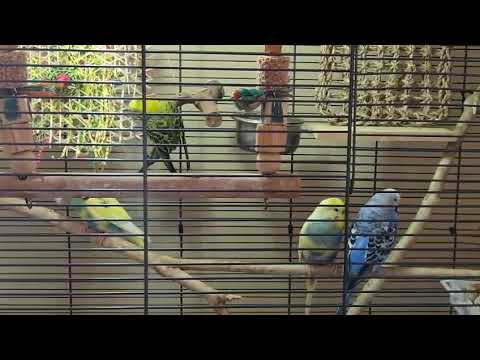 4 Budgies Looking for a New Home! 🦜