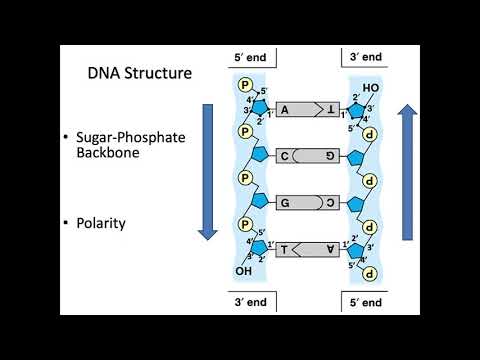 Chapter 10 Lecture Video