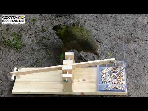 Keas überlisten ihr Spielzeug