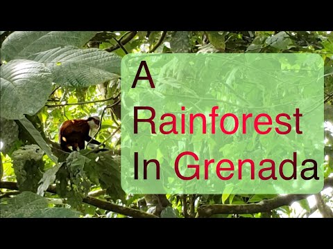 GRENADA Adventure In the RAINFOREST