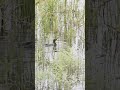 Cormorant Eating Snake Birdsounds Reelsindia Birds Birdwatching Wildlife Shorts Viral