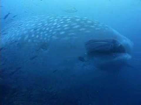 Whale Sharks - Ocean Movie - Visions of the Sea Sample Chapter