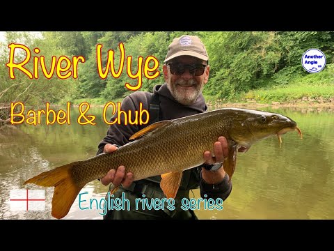 River Wye : Big Barbel and Chunky Chub : Trotting the float : with Avon Angling