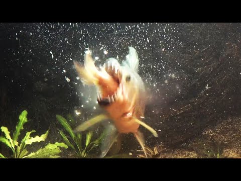 12 years goliath tigerfish catch a carp