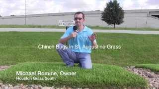 preview picture of video 'Chinch Bugs in St Augustine Grass - Houston Missouri City Sugar Land'