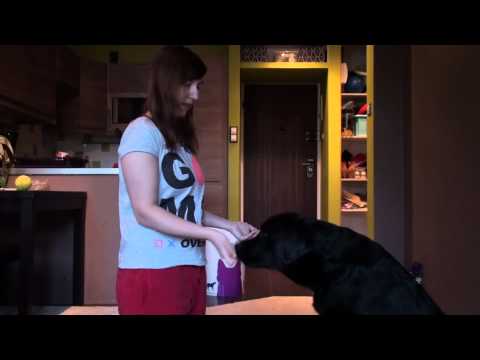 Ćwiczenia na skupienie psa