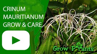 Crinum mauritianum - grow & care (Swamp lily)