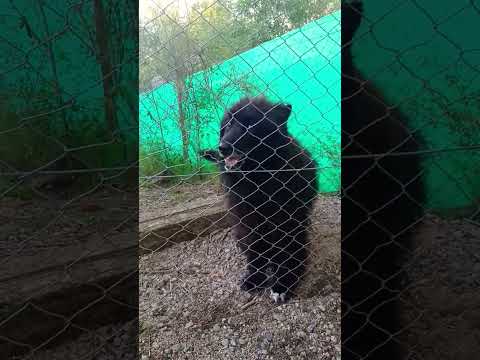 Shenna #mascotas #casagrande #perro #cordoba