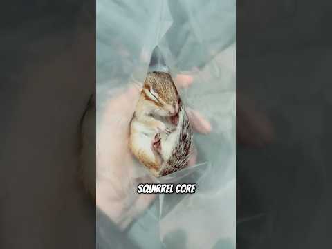 Squirrel Core 🐿️