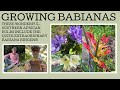 How To Grow Babianas These Amazing South African Plants Are A Tough Sun Loving Bunch