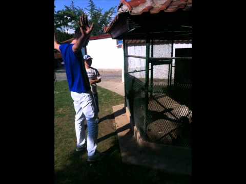 Elitni Odredi Ulica me zna Wonta