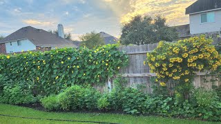 Tiếp tục thu hoạch mướp thôi nào