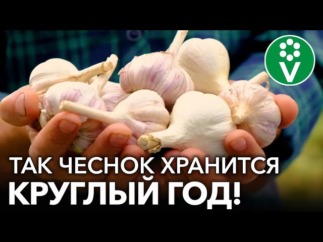 ЧЕСНОК БУДТО ТОЛЬКО С ГРЯДКИ КРУГЛЫЙ ГОД! 5 отличных способов хранения чеснока