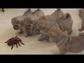 Shar Pei puppies adorably team up to take on robot spider
