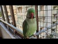Shorts Mummy Ek Glass Pani De Do Na Funny Viralvideo Parrot Mithu Funnyparrotvideos