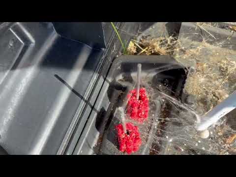 Black Widow Spins Its Web in Rodent Bait Station in Fort Monmouth, NJ