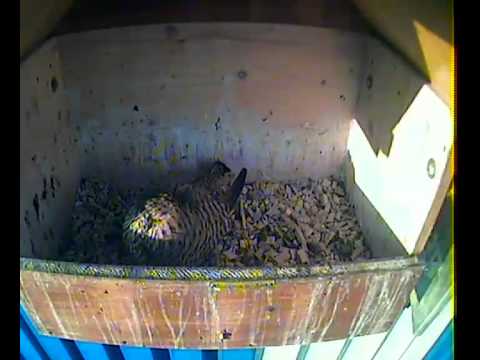 vlc record 2011 05 08 06h47m51s rtsp   stream2 breitband ch rtplive turmfalke stream