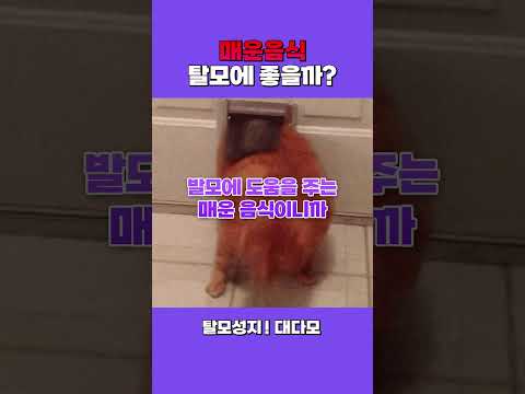 매운맛을 끊을 수 없는 정당한 이유 +1️⃣