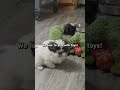 Shih Tzu dogs for sale: Shih Tzu Puppy 2 - Video 2