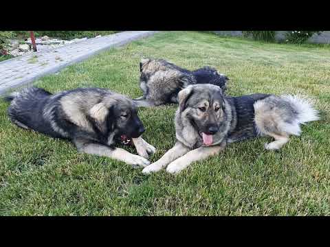 Sarplaninac - Bakony Gyöngye Kennel - Játék, játék, játék