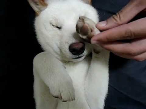 傳說中的睡死(原發表者:jimmilk7995)(影片)