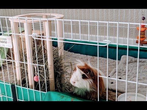 , title : 'Vlogsisters Vol. 27 小东西大学问之DIY荷兰猪喂草器 How to make a guinea pig hay feeder'