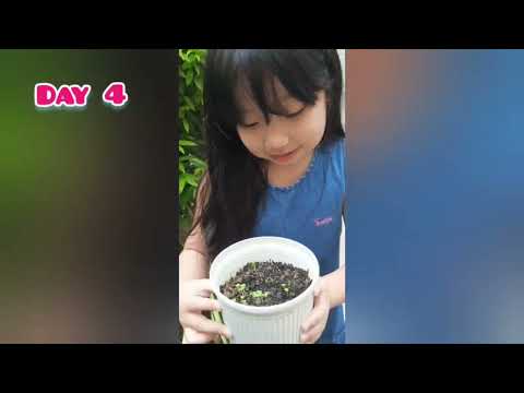 Pechay Planting Activity