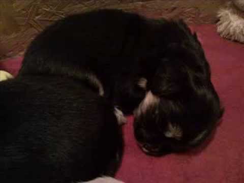 Chihuahuas vom Grundbergsee© * Der Film *