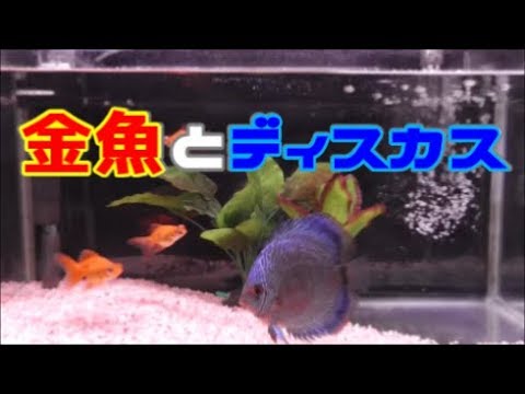 Aquarium of goldfish and discus【鑑賞動画】金魚とディスカス水槽