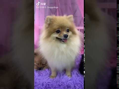 我们的博美，毛发照顾得又长又美好让学生练习。