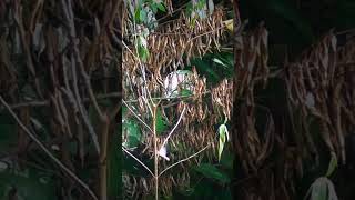 Download lagu Doble Sttike Prenjak Kepala Merah  Prenjak Lumut menggunakan suara mp3 hp #shorts mp3