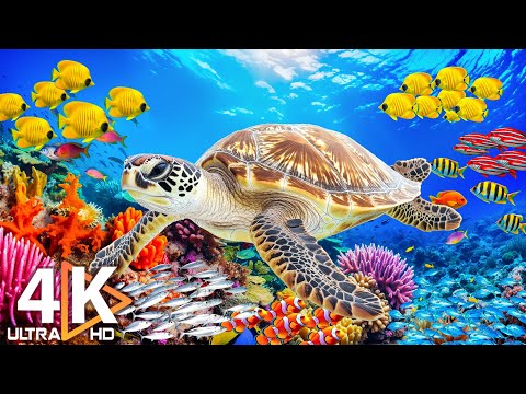4K Ocean Dreams - Colorful Coral Fish & Jellyfish - Calming Music for Meditation and Study #21