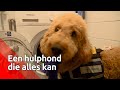Tynke, de hulphond die alles kan