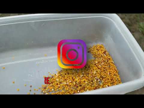 Collecting Bee Pollen - Sundance Pollen Trap | On Our Hidden Acre