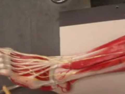Muscles of the lower limb : Part 2
