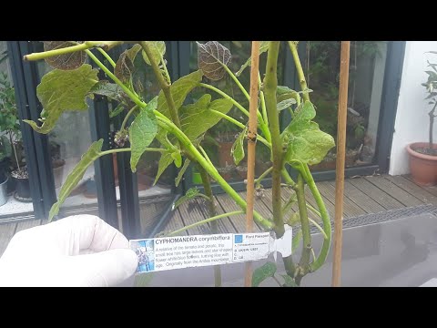 My hardy tamarillo is already producing flower buds !