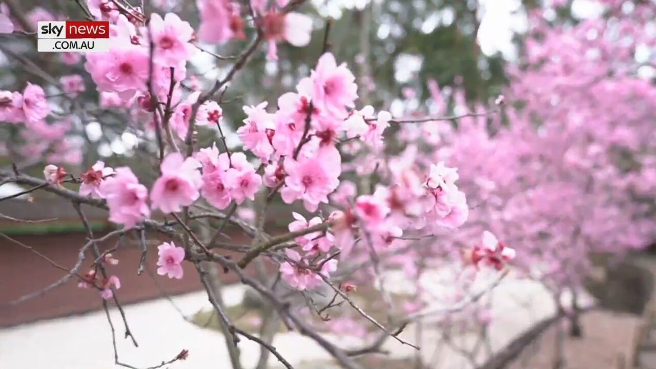 Where can I see cherry blossoms in Australia?