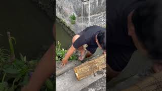 Download lagu MANY CHANNA FISH GET INTO BAMBOO TRAP!!! #channa #channamaru #channaauranti #auranti mp3 Download lagu MANY CHANNA FISH GET INTO BAMBOO TRAP!!! #channa #channamaru #channaauranti #auranti mp3