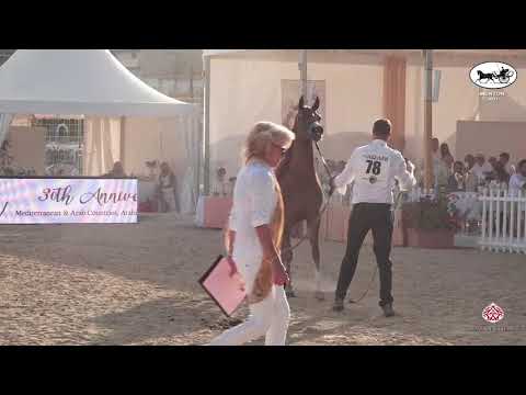 N 78 EMANOLLA   Mediterranean and Arab Countries AHC   Menton 2021   Mares 4 7 Years Old Class 4B