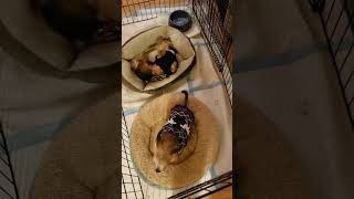 Video preview image #1 Chihuahua Puppy For Sale in Jackson, NJ, USA