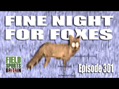 Fieldsports Britain – Fine Night for Foxes